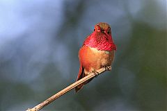 Allen's Hummingbird